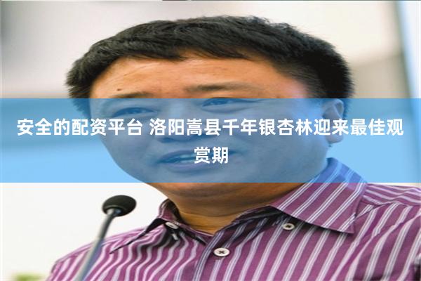 安全的配资平台 洛阳嵩县千年银杏林迎来最佳观赏期